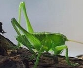 小蝈蝈.jpg