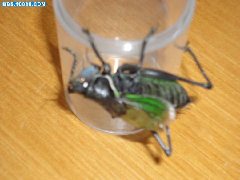 DSC01443_副本.jpg
