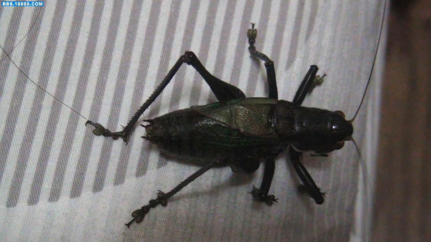 DSC00729.jpg