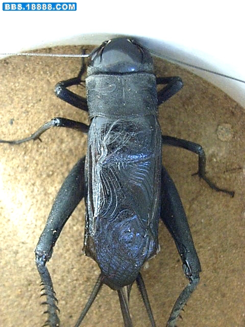 RIMG0207.JPG