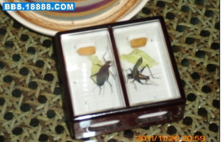 QQ截图20111120215306.jpg