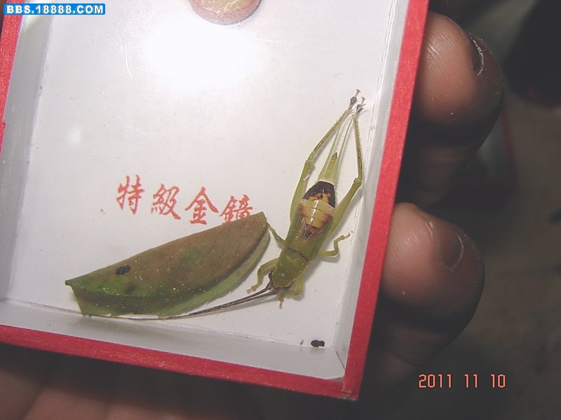 DSC02908.jpg