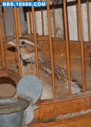 DSCF0088.jpg