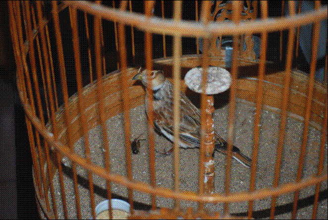 QQ截图20111115110048.GIF
