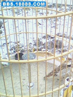IMG0750A.jpg