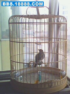 IMG0741A.jpg
