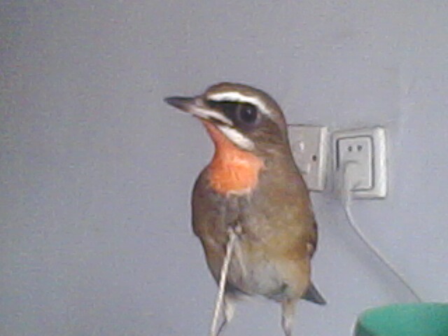 IMG0060A.jpg