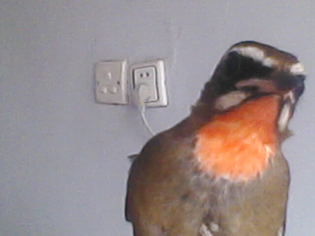IMG0056A.jpg