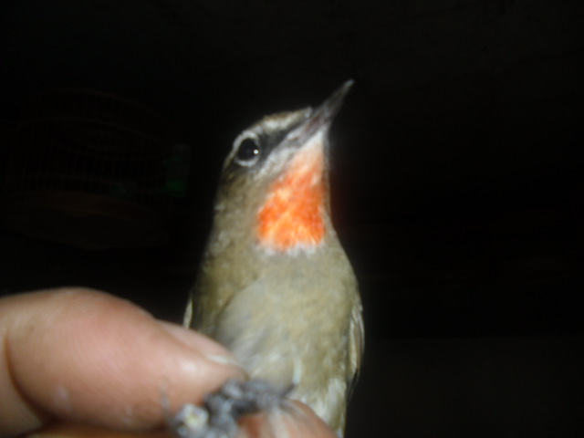 CIMG0823.JPG