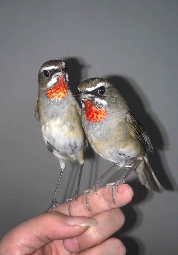 IMAG0205.jpg