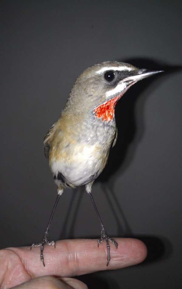 IMAG0169.jpg