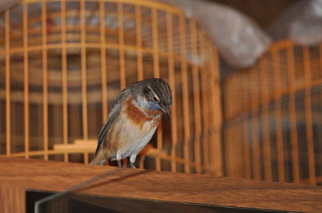 DSC_0271.JPG