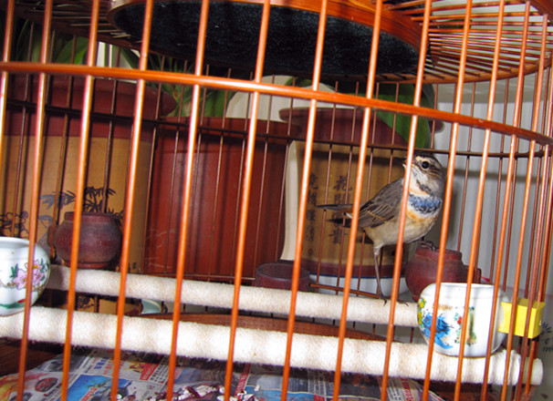 小小蓝2.jpg