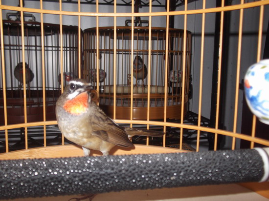DSCF1531.JPG