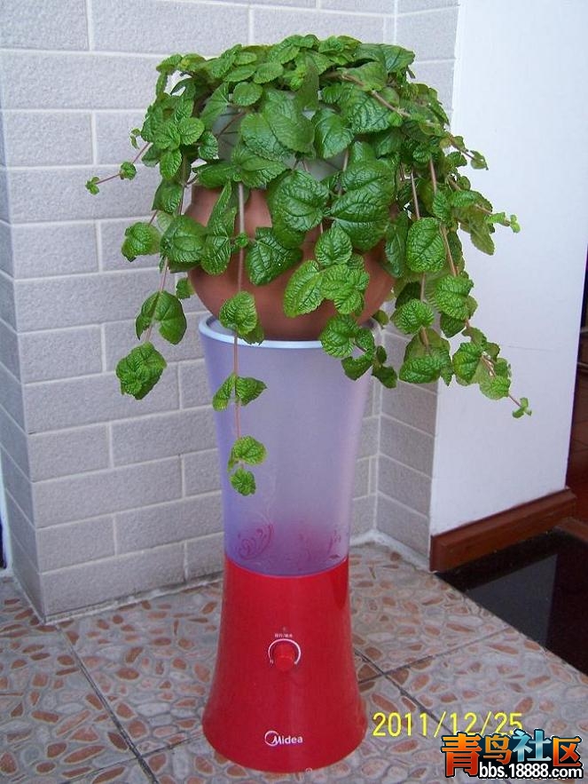 圆叶冷水花2.JPG