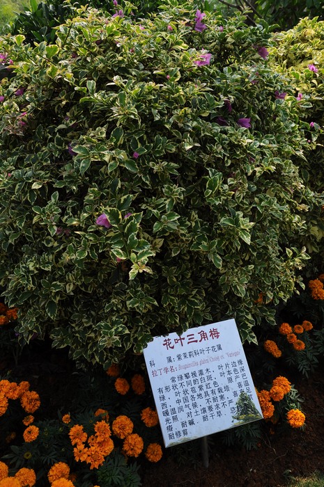 DSC_0111.JPG