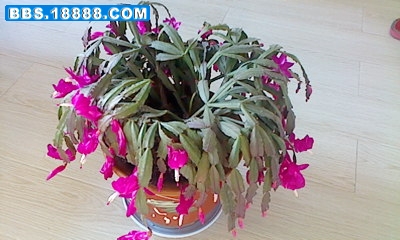 IMG1115133000.jpg