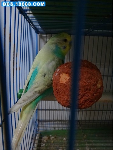 鱼鳞1.jpg