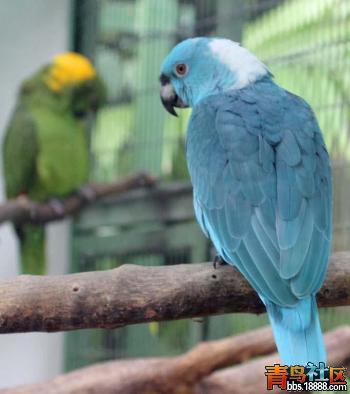 blue.jpg