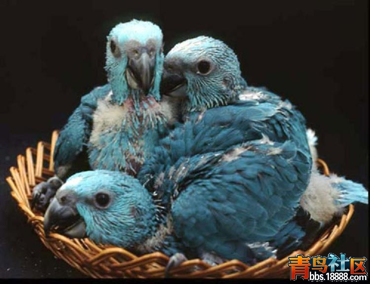 blue2.jpg