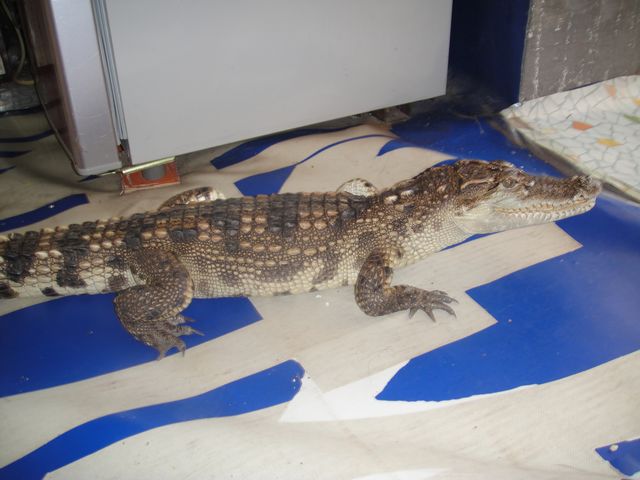 饿鱼10.JPG