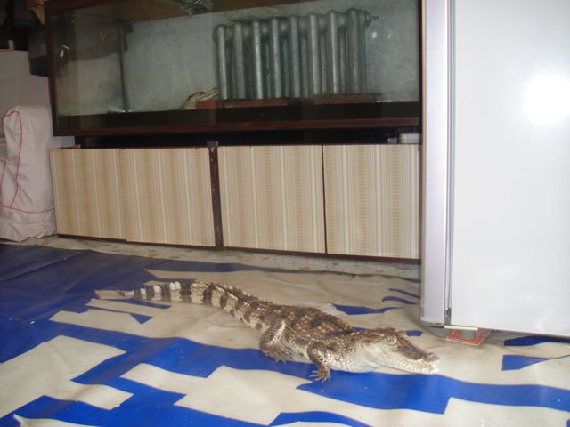饿鱼5.JPG