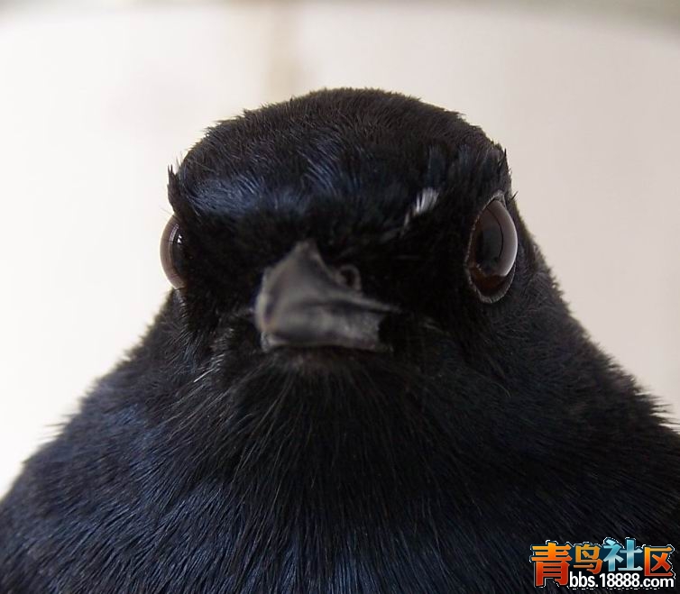 大眼珠3.JPG