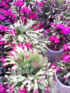 IMG0845A.jpg