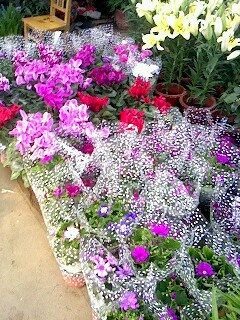 IMG0857A.jpg