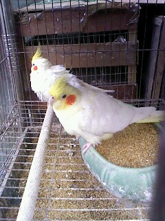 IMG0890A.jpg