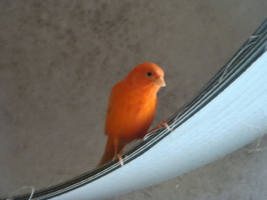 DSC03933.JPG