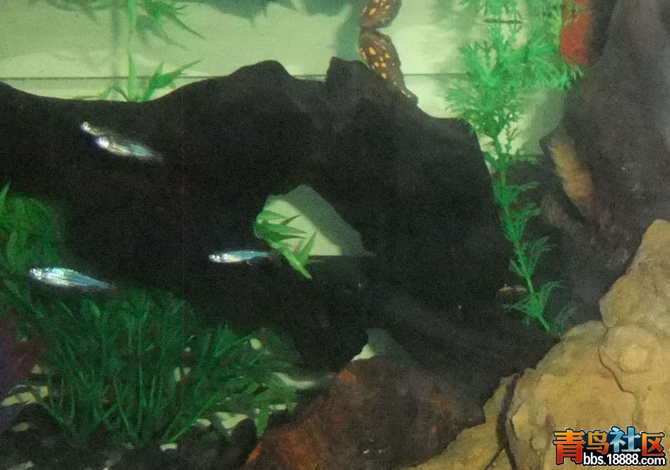 DSCF7730.JPG