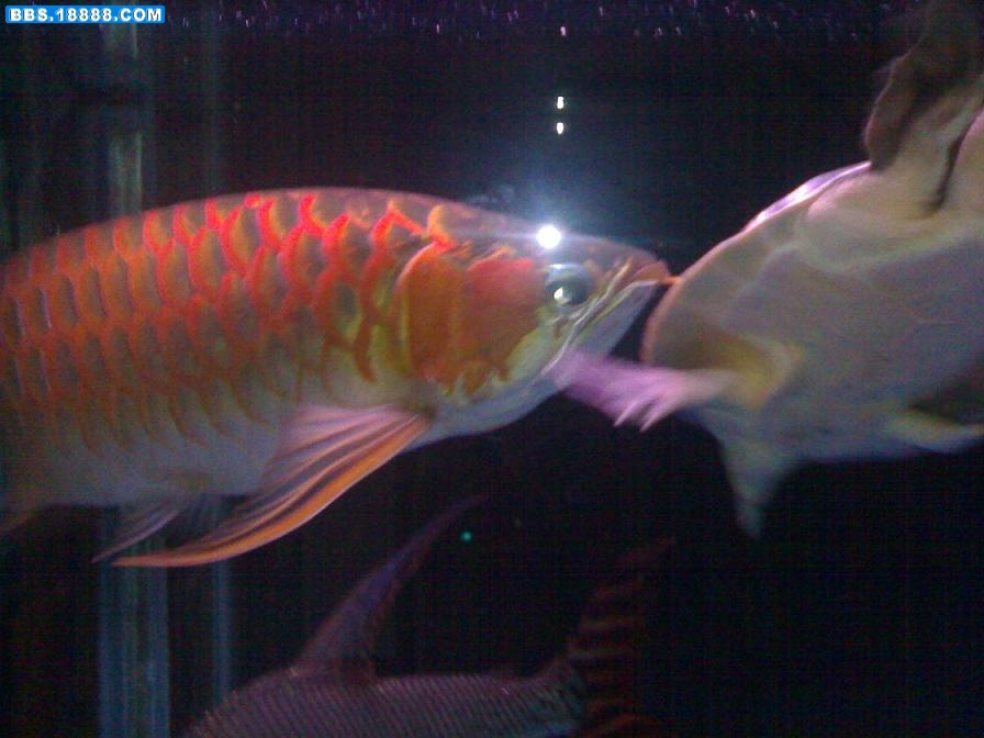 20080617095.jpg
