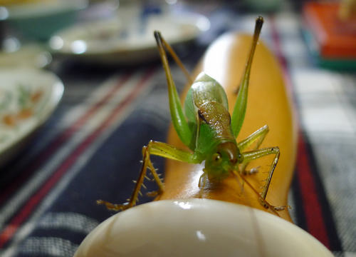 P1000033.JPG