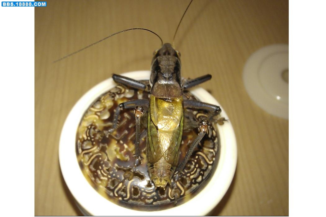 新蜕2.JPG