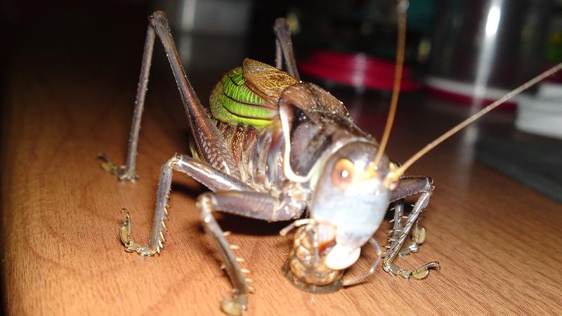 20111228258.JPG