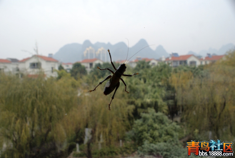 蝈蝈-4.jpg