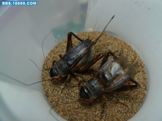 P1000754_调整大小.JPG