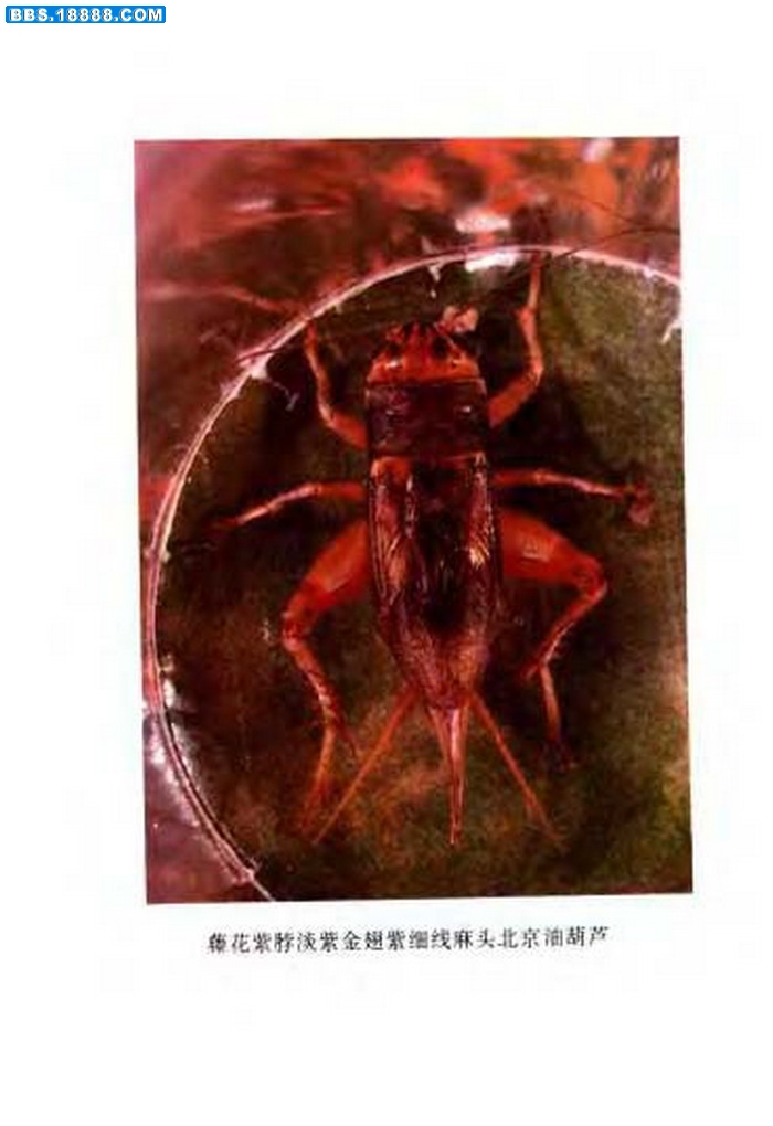 中国油葫芦彩色（原色）大图谱_页面_078.jpg