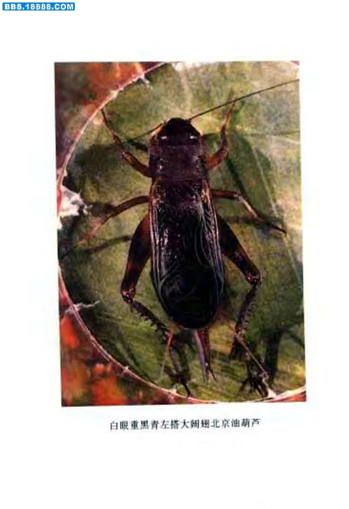 中国油葫芦彩色（原色）大图谱_页面_027.jpg
