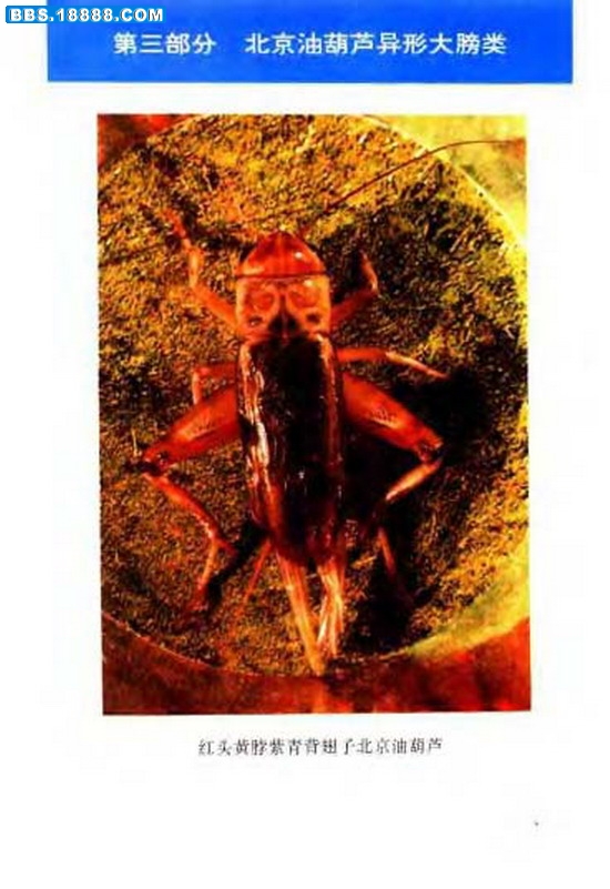 中国油葫芦彩色（原色）大图谱_页面_047.jpg