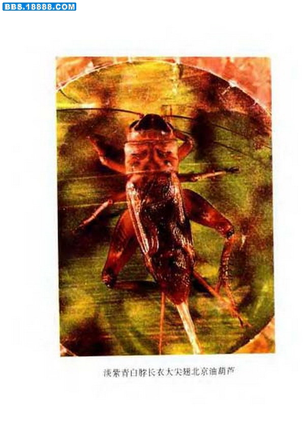 中国油葫芦彩色（原色）大图谱_页面_046.jpg