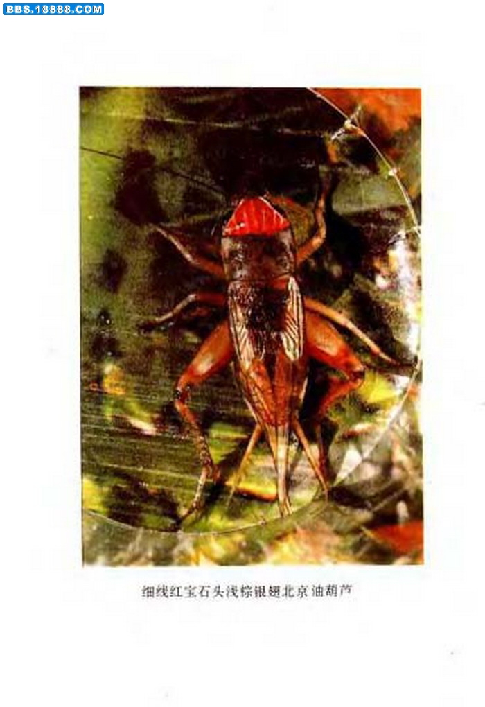 中国油葫芦彩色（原色）大图谱_页面_073.jpg