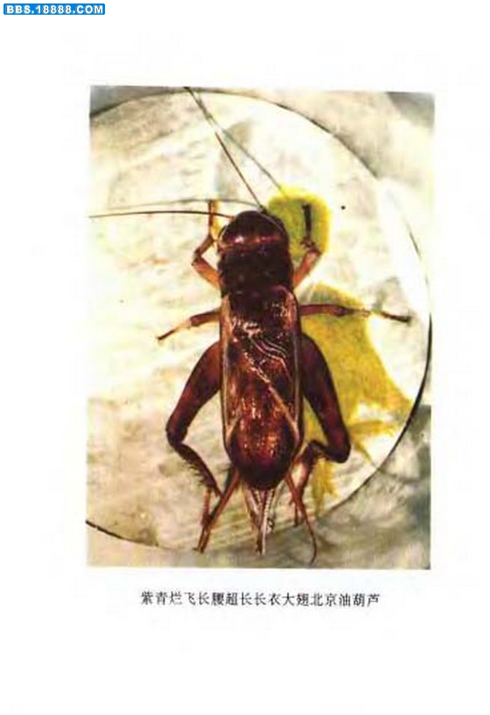 中国油葫芦彩色（原色）大图谱_页面_033.jpg