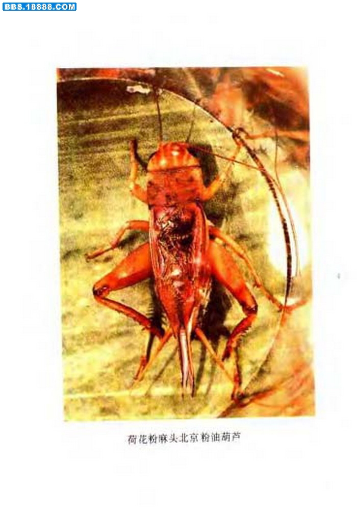 中国油葫芦彩色（原色）大图谱_页面_069.jpg