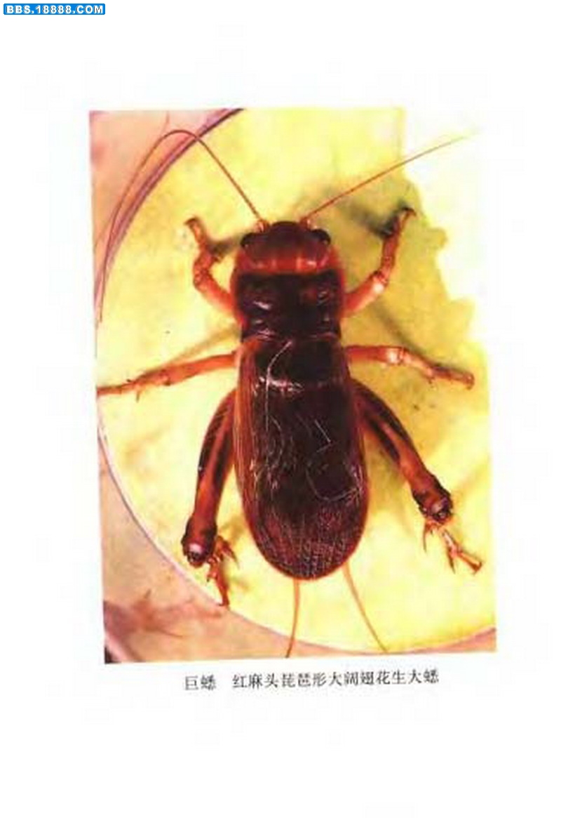 中国油葫芦彩色（原色）大图谱_页面_005.jpg
