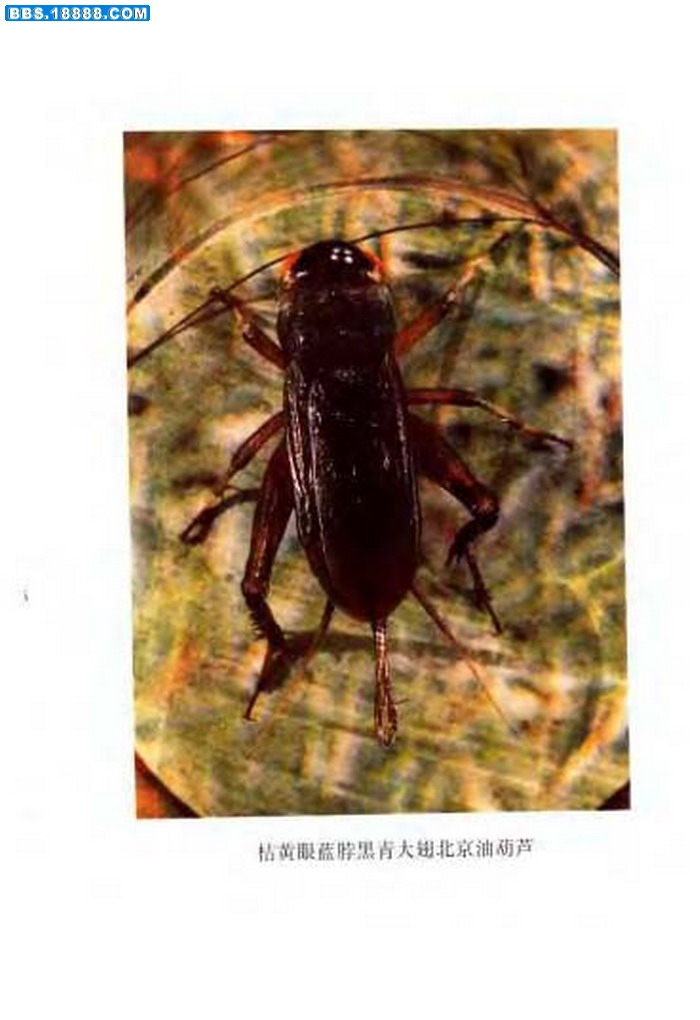 中国油葫芦彩色（原色）大图谱_页面_024.jpg