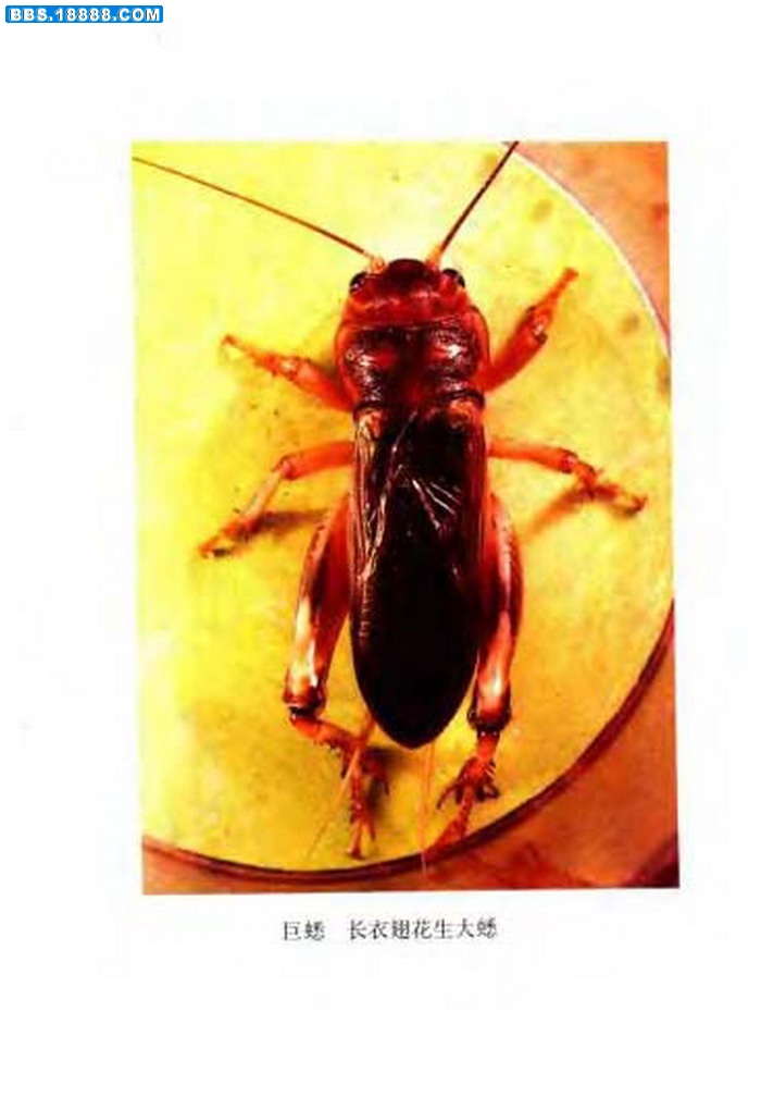 中国油葫芦彩色（原色）大图谱_页面_006.jpg