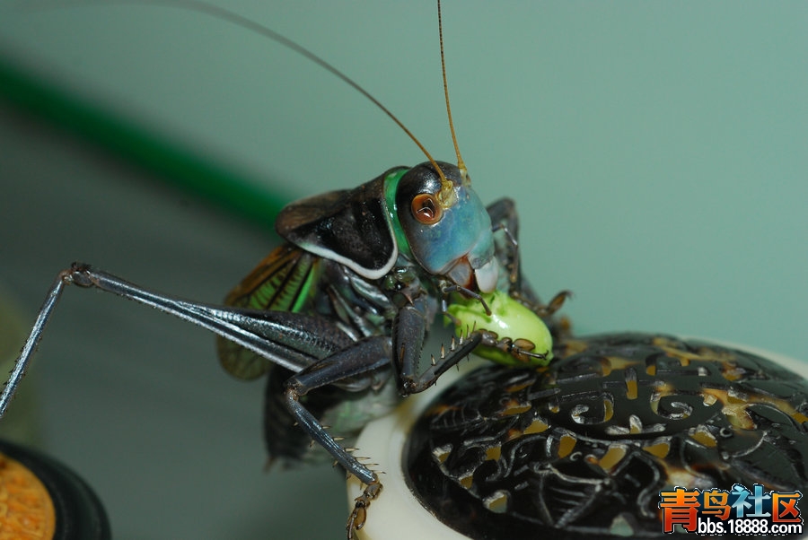 DSC_5812.JPG