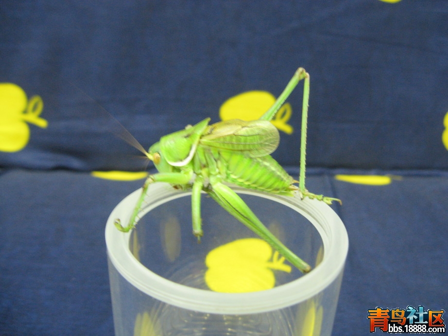 IMG_5206_调整大小.JPG